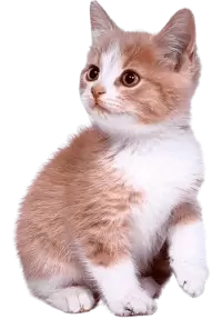 قطط للبيع في المملكة المتحدة : أفضل الأسعار