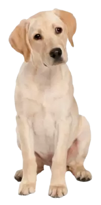 كلاب للبيع في المملكة المتحدة : أفضل الأسعار