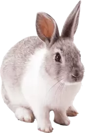 ارانب للبيع في المملكة المتحدة : أفضل الأسعار