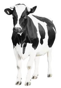 أبقار للبيع في المملكة المتحدة : أفضل الأسعار