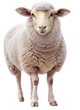 خرفان و اغنام للبيع في المملكة المتحدة