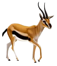 غزلان للبيع في المملكة المتحدة : أفضل الأسعار