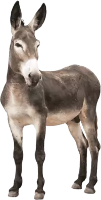 حمير للبيع في المملكة المتحدة : أفضل الأسعار