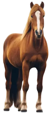 خيل للبيع في المملكة المتحدة : أفضل الأسعار