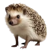 قنافذ للبيع في المملكة المتحدة : أفضل الأسعار