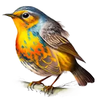 طيور و عصافير للبيع في المملكة المتحدة : أفضل الأسعار