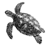 سلاحف و زواحف للبيع في المملكة المتحدة