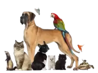 حيوانات اخرى للبيع فى المملكة المتحدة