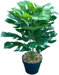 بذور و فسائل صغيرة فى المملكة المتحدة