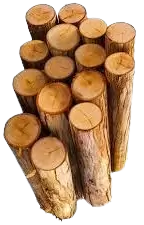 اشجار تالفة للحطب فى المملكة المتحدة